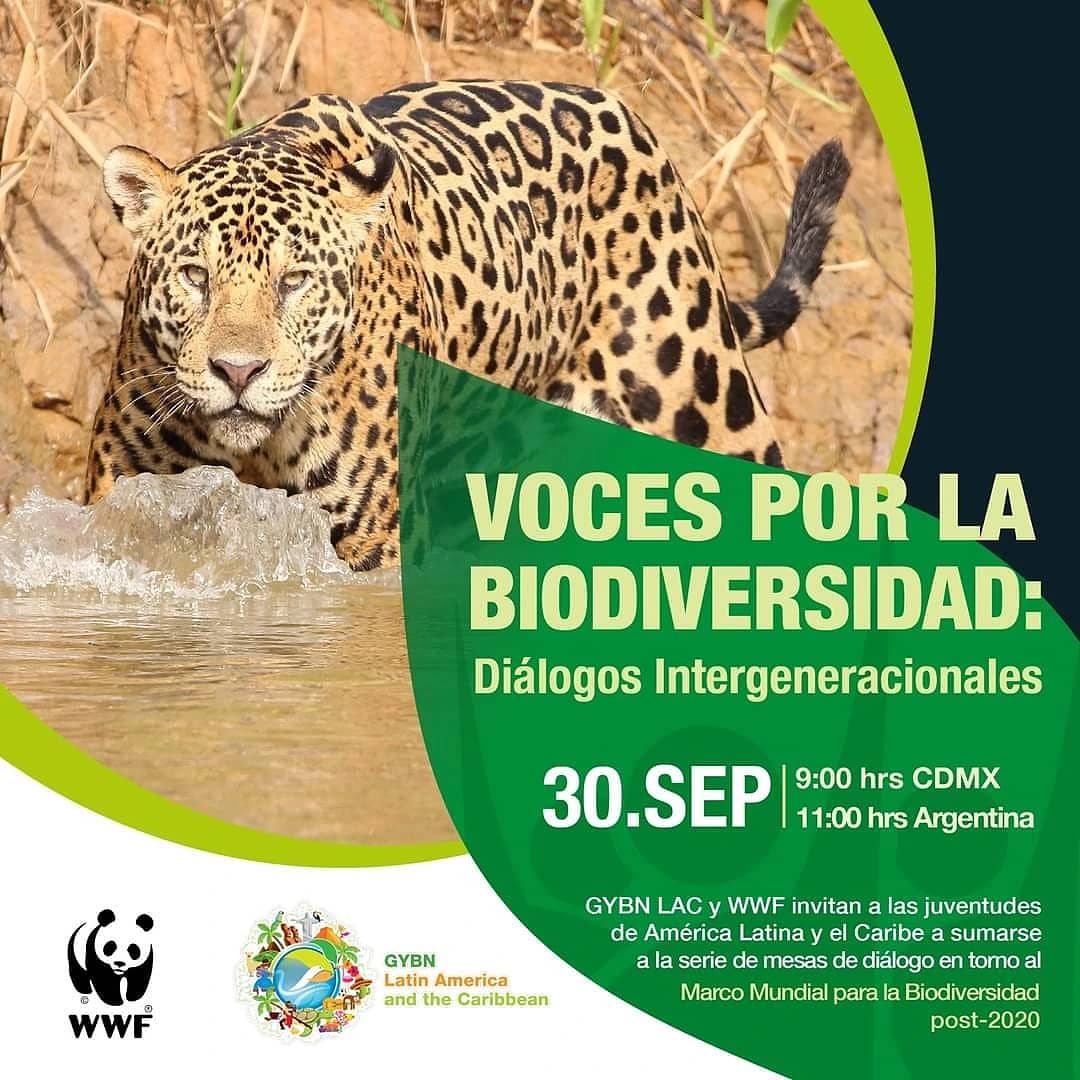 📢¿Tienes entre 18-35 años y quieres alzar tu voz respecto a la grave crisis que afecta a la biodiversidad? Participar en un diálogo con tomadores/as de decisión en torno al Marco Global de Biodiversidad post-2020. 
🗓️30/09
⏰10:00 horas 🇻🇪.
docs.google.com/forms/d/e/1FAI… 
#YouthVoices