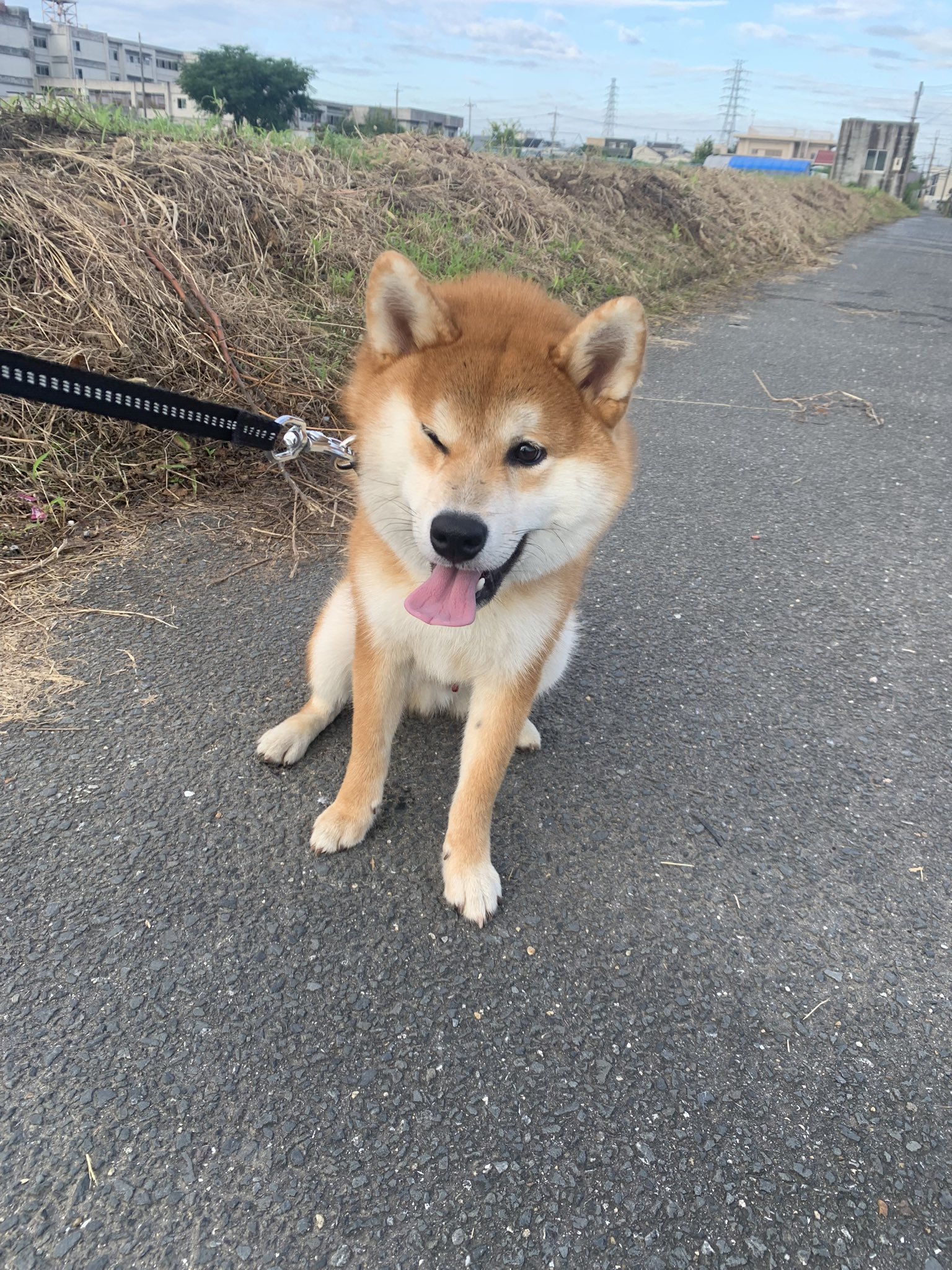 柴犬 小太郎 (@kotarou_217) / X