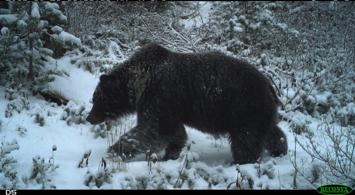 Taylor_Justason's tweet photo. A bit belated, but I’m back working with @cole_burton @wildco_lab &amp; the Twitterless Robin Naidoo! More to come on the impacts/coexistence of grizzly bears and other megafauna 🦌🐺 with recreation in the spectacular South Chilcotin Mountains (including field and #cameratrap pics!) https://t.co/2R5rKZP70c