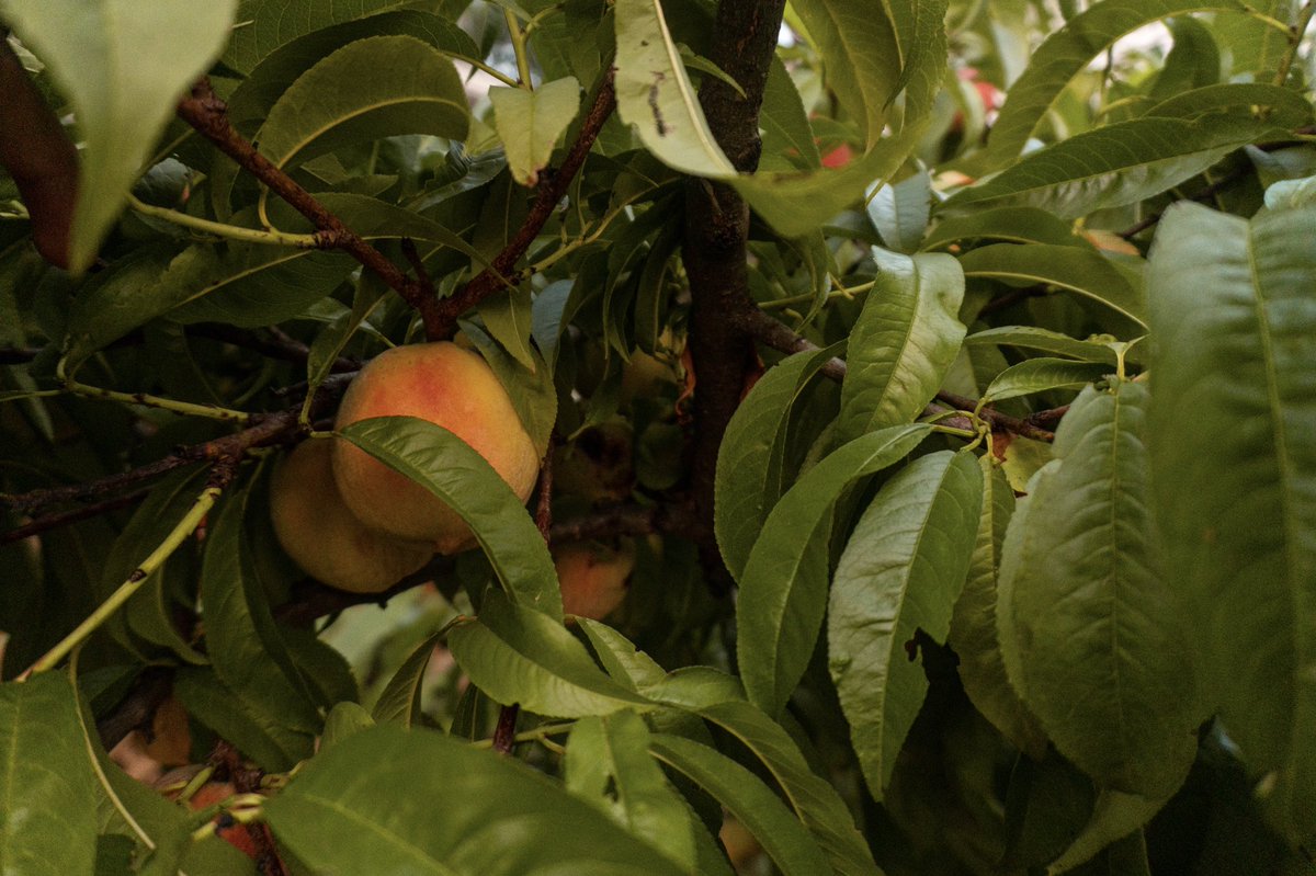 kitarphobia's tweet photo. We went on a walk around the neighborhood in the summer and I saw some a peach tree https://t.co/CxsvI2sgSt