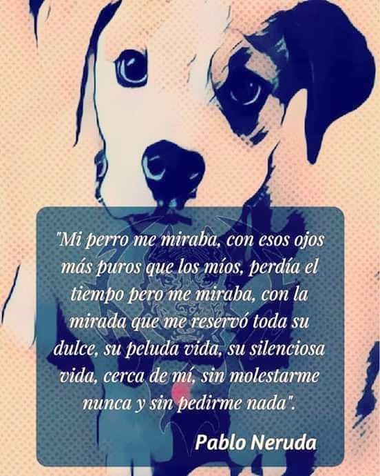 Representación Permiso Administración por_perros on Twitter: "Poema dedicado al perro de Pablo Neruda. Una joya  realmente https://t.co/7M6PGTiWTq" / Twitter
