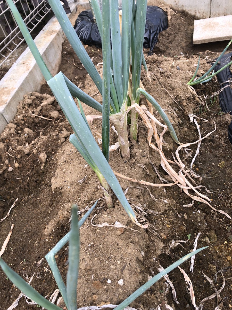 しそ のtwitter検索結果 Yahoo リアルタイム検索