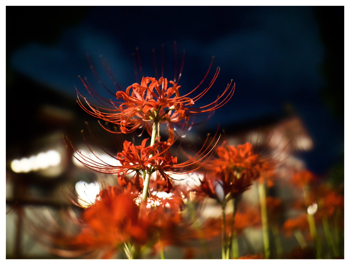 Ramuta_Photo's tweet photo. 十五夜の道端

#彼岸花
#写真 https://t.co/BvXVwo3Y6u