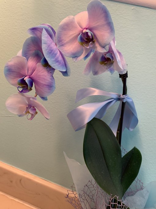 I met the Sweetest most Respectful client the other day&hellip;. He arrived with this beautiful orchid and told<a href="/tag/manyvids"class="tags"><span>#manyvids</span></a>