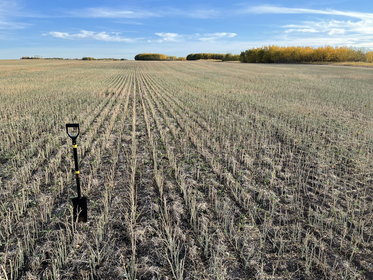 Elliott_R_H's tweet image. That special time of year when it’s like working in a priceless painting.  Thankful for clients, colleagues and family!  @westernagNWSK