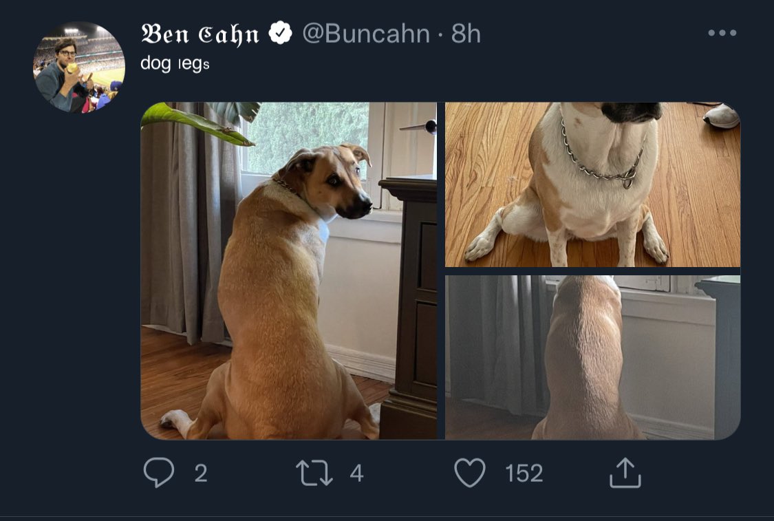 tigerkaufman's tweet photo. @Buncahn I really did not think the last photo was of dog. https://t.co/W9VZfMb5cl