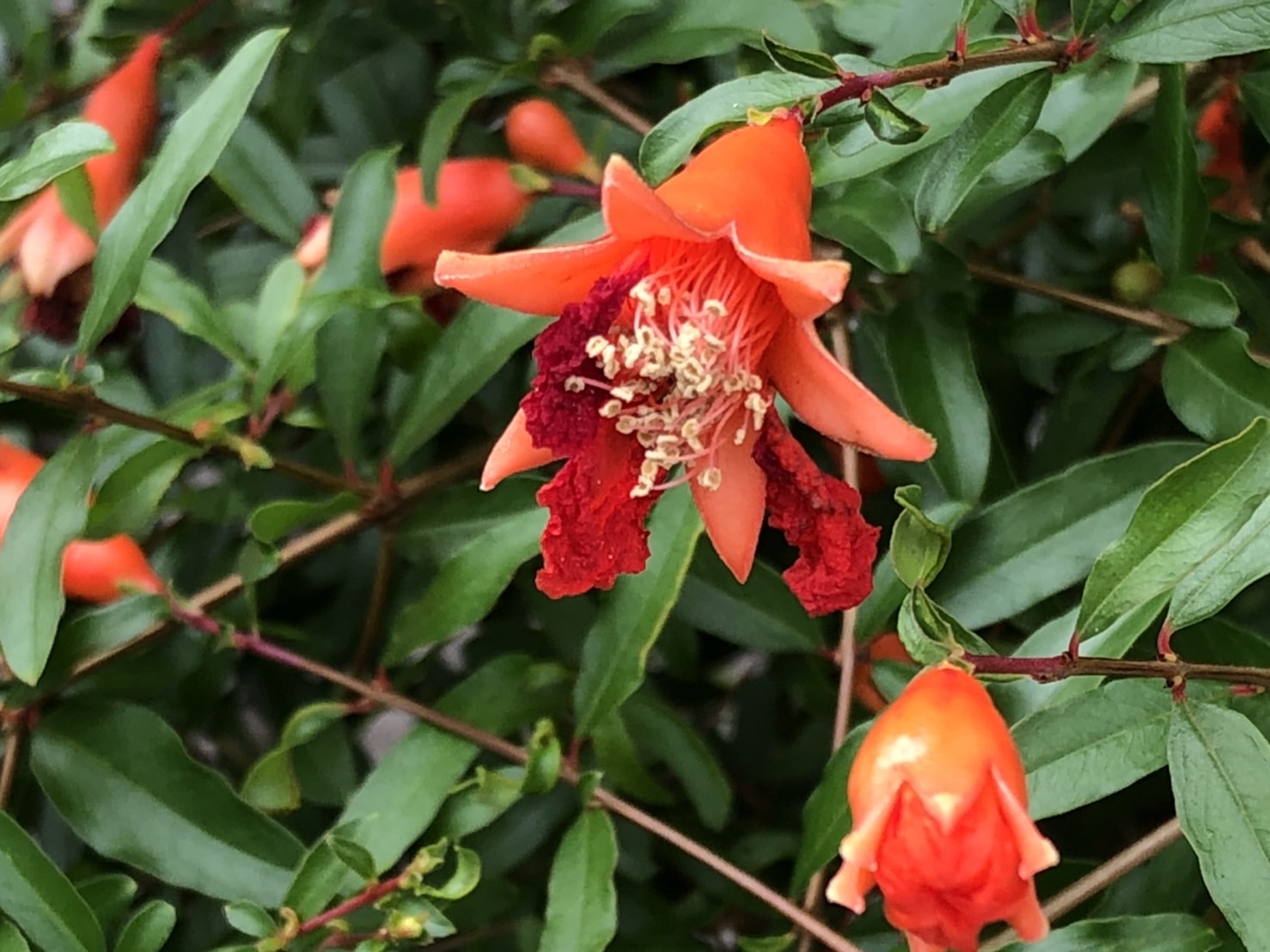 ザクロの花 Twitter Search Twitter