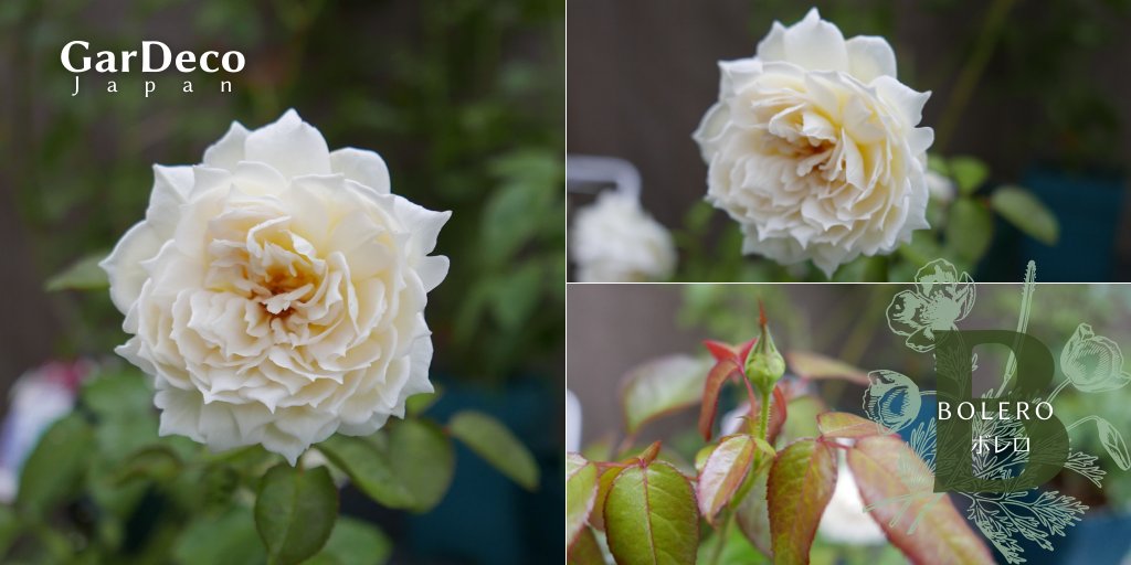 Gardeco Japan 鉢植えのバラ ボレロ 細い枝にもそれなりの花を咲かせます ８号鉢で管理をしていましたが そろそろこの大きさでは限界 鉢増しをしようと思っています が なかなか進まない 汗