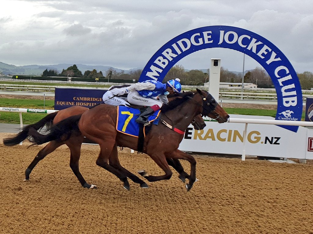 cambjockeyclub's tweet photo. Ralph Manning trained Miss Interpret goes back to back on the polytrack. https://t.co/xo1oILy6bN