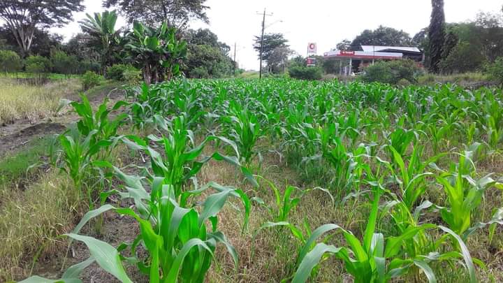 CosechaAgro's tweet photo. Nos comparte nuestra amiga Rosa Aparicio "El que sabe lo que siembra, no le teme a la cosecha. Siempre agradecida con Dios por un día de cosecha ."
#Agro #AgroCosechaPanamá #Farm #Agricultura #somosAgro #Panamá #pecuaria #ConsumeLoNacional #Agricultura #Agro #ApoyandoAlProductor https://t.co/slTSQed88c