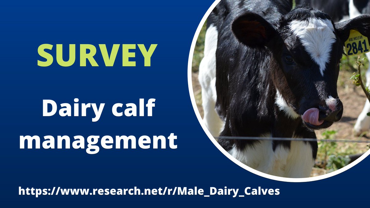 🐄SHOUT-OUT TO DAIRY FARMERS🐄 Have your final say in online survey about non-replacement male calves to inform PhD research @CharlesSturtUni Hurry survey closes 1 October ➡️ow.ly/UUOg50Gebu8