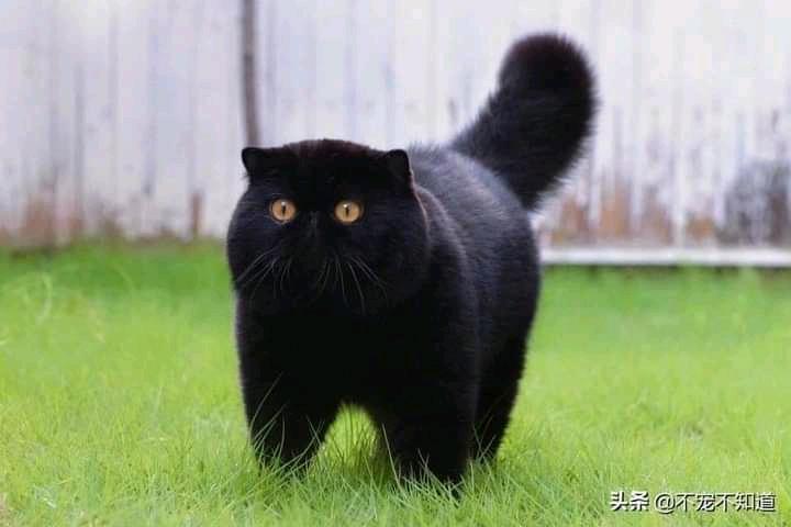 pets_fun_house's tweet photo. Magnificent  🖤 https://t.co/IMLzcvFbAE