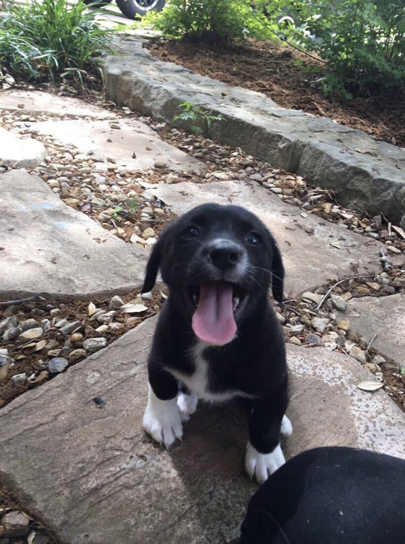 This is Stone. He likes to wear socks outside. It's a questionable lifestyle but we support it. 13/10 would noggin pat approvingly