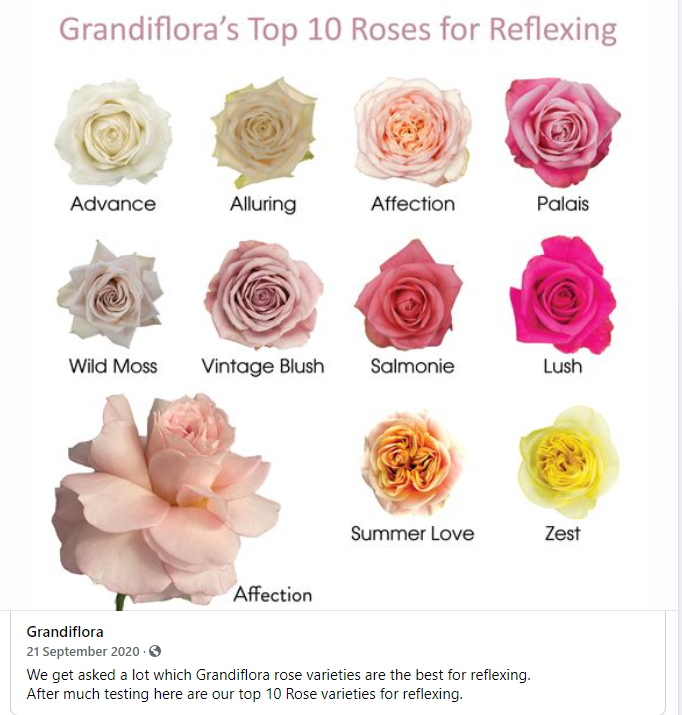 FlowerHub_AUS's tweet photo. Mid- late October , Grandiflora will be delivering to us 2 times a week ! That means more beautiful local roses for our Florists. Stay tuned for updates . Mean while check out our top 10 Refexing Grandi roses https://t.co/JuU8d854FP https://t.co/3PCY6idO9u