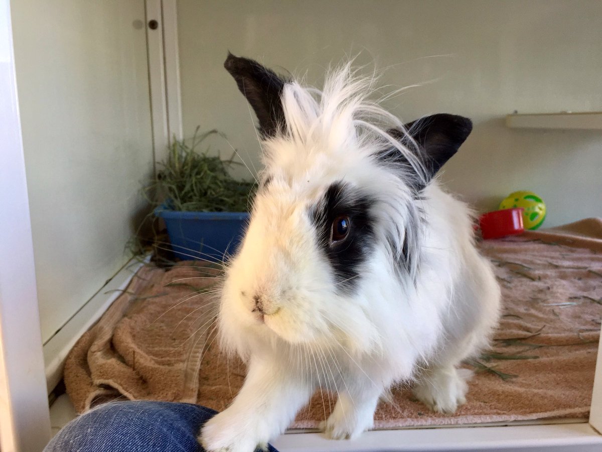 BunnyBrigade's tweet photo. Adoptable Hairy Styles desperately needs a home ASAP! 😢
He is not doing well at the shelter and has been here for a long time. Please email us at VCASBunnyBrigade@gmail.com if you are interested in giving Hairy the loving, forever home he needs and deserves❤️ https://t.co/IKdOsz84J7