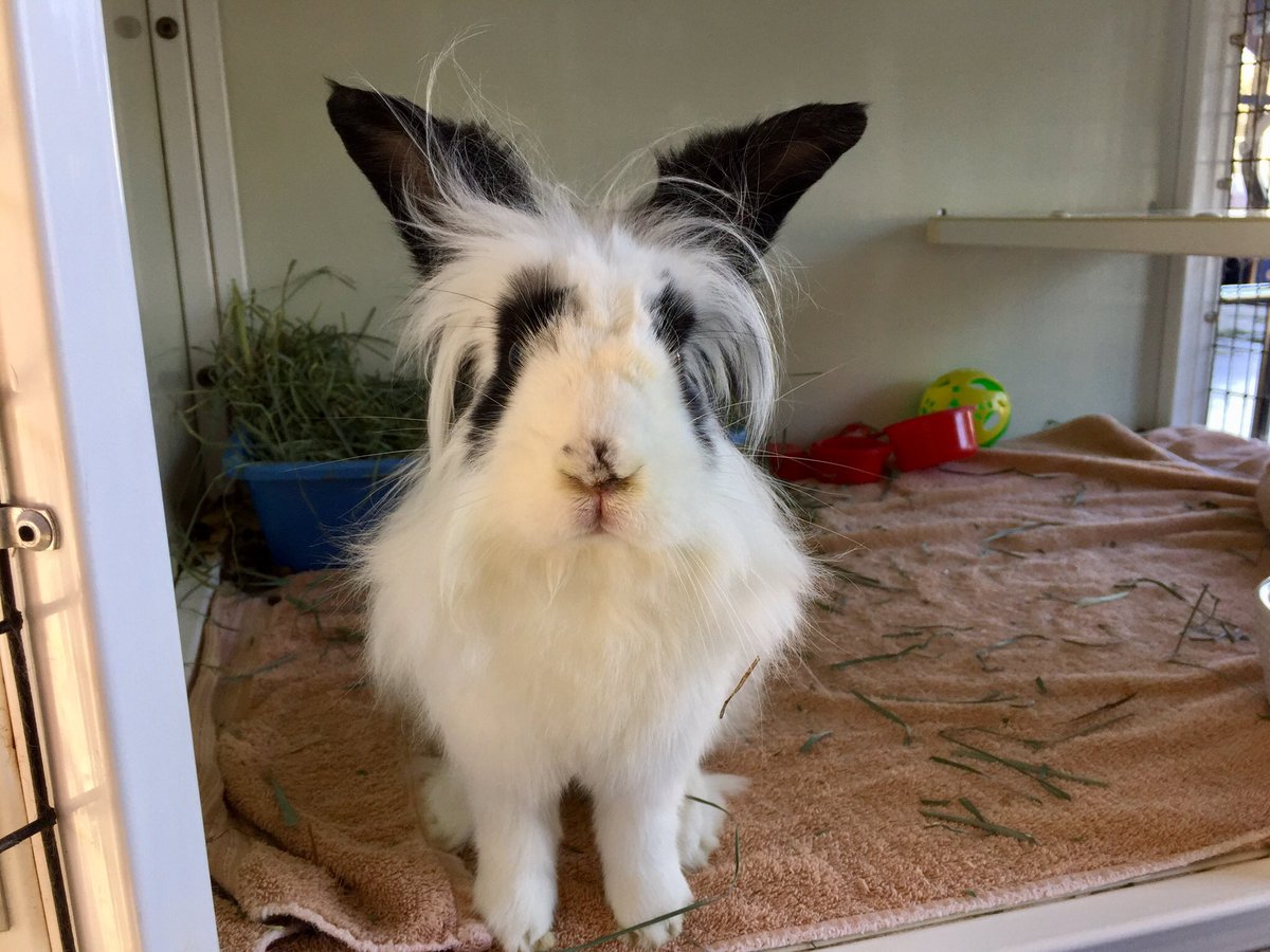 BunnyBrigade's tweet photo. Adoptable Hairy Styles desperately needs a home ASAP! 😢
He is not doing well at the shelter and has been here for a long time. Please email us at VCASBunnyBrigade@gmail.com if you are interested in giving Hairy the loving, forever home he needs and deserves❤️ https://t.co/IKdOsz84J7