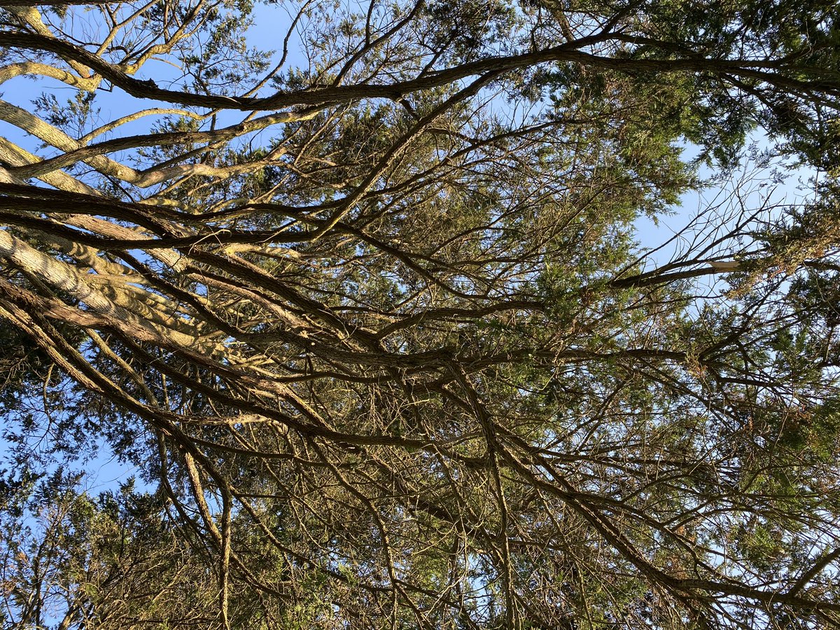 satanjeev's tweet image. #frontback #flowerpiano