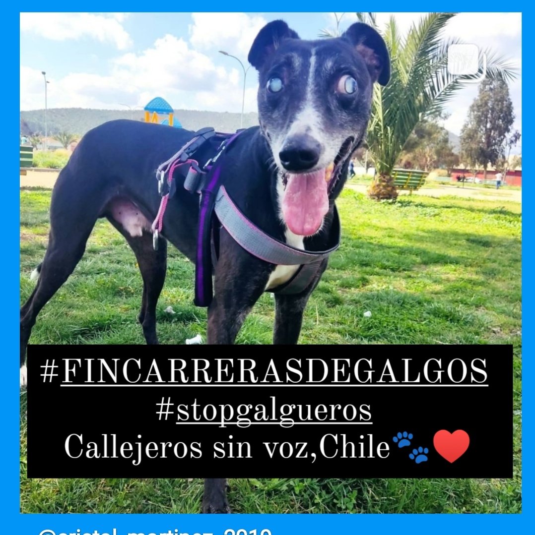 CsvChile's tweet photo. AMIGOS , ME ACABO DE ENTERAR QUE MAÑANA VAN A TRATAR LA PROHIBICION DE CARRERAS DE GALGOS  EN LA CAMARA DE DIPUTADOS EN CHILE , PORFAVOR APOYEMOS LA CAUSA CON HASHTAG #FINCARRERASDEGALGOS
#stopgalgueros 
PORFAVOR SUMECE 
ESTA PELEA ES DE TODOS 🥺🙏🐾♥️ 
Queremos un cambio ? https://t.co/aIqu0bVMYi