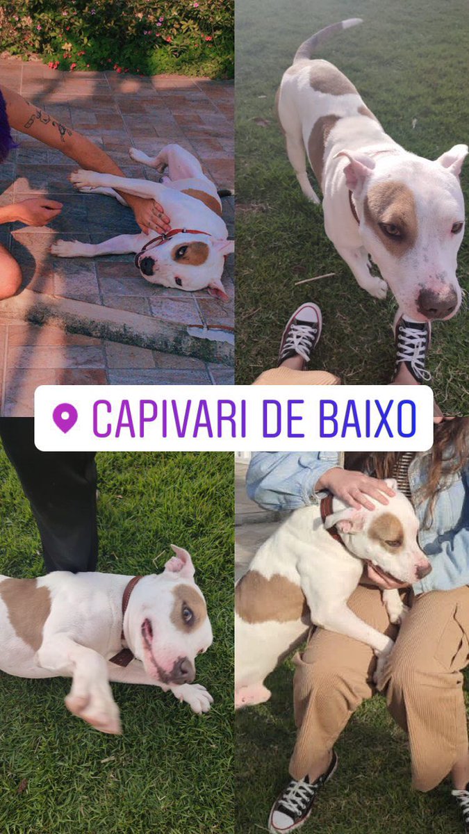 dborafgc's tweet photo. Gente olhem esse amor de doguinho. Foi achado aqui em tuba, se souberem de quem é ou se alguém quiser ficar com ele 😭 pitbull muito amoroso e brincalhão https://t.co/N0rvQsRU7c