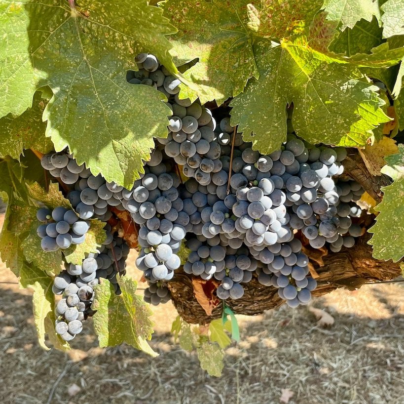 WinerySmith's tweet photo. #GrapeTuesday Week 10 and the grape clusters are nice and tight, just a few small green berries amongst the bunch! Harvest update to follow soon!
⁠⁣⁠
#NapaValley #2021vintage #Harvest2021 #napaharvest #wine #napa #sthelena https://t.co/Yv37Ec9alN