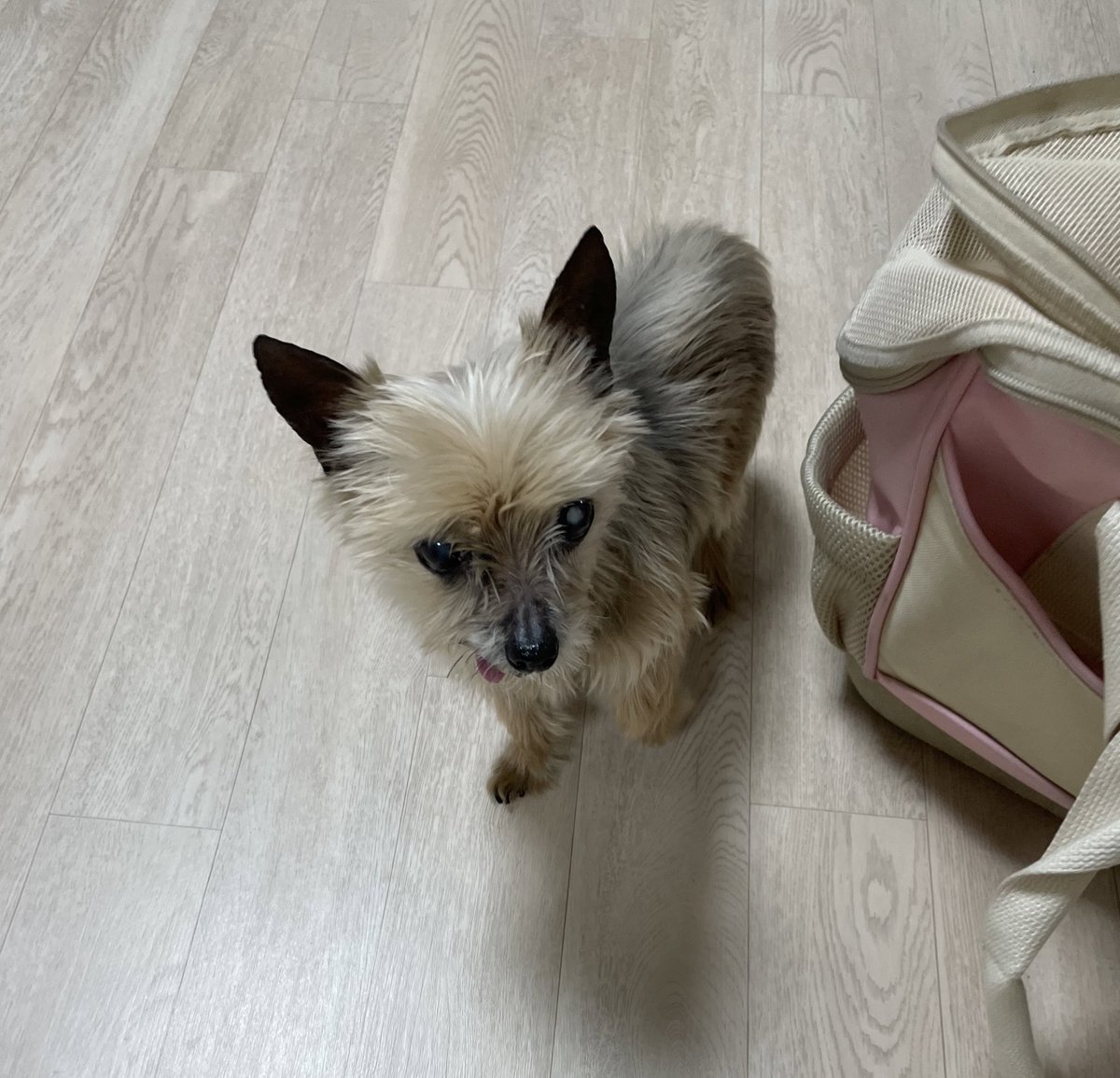 참치에 대한 사실 하나: 귀가 안들리는 줄 알고 병원에 데려갔더니 무시한 걸로 판명된 적이 몇번 있었다