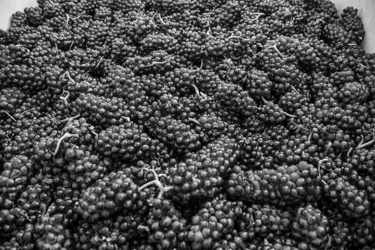 CellarsSkagit's tweet photo. Making Wine. 
Syrah, Viognier, and Sauvignon Blanc production.
#Skagit #wine #winery #syrah #viognier #sauvblanc #lovelaconner #laconner #skagitcellars #wawine #showmeyourharvest #makingwine https://t.co/1jQ9j3tjju