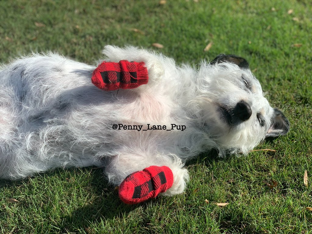 Can Dogs Wear Socks Outside