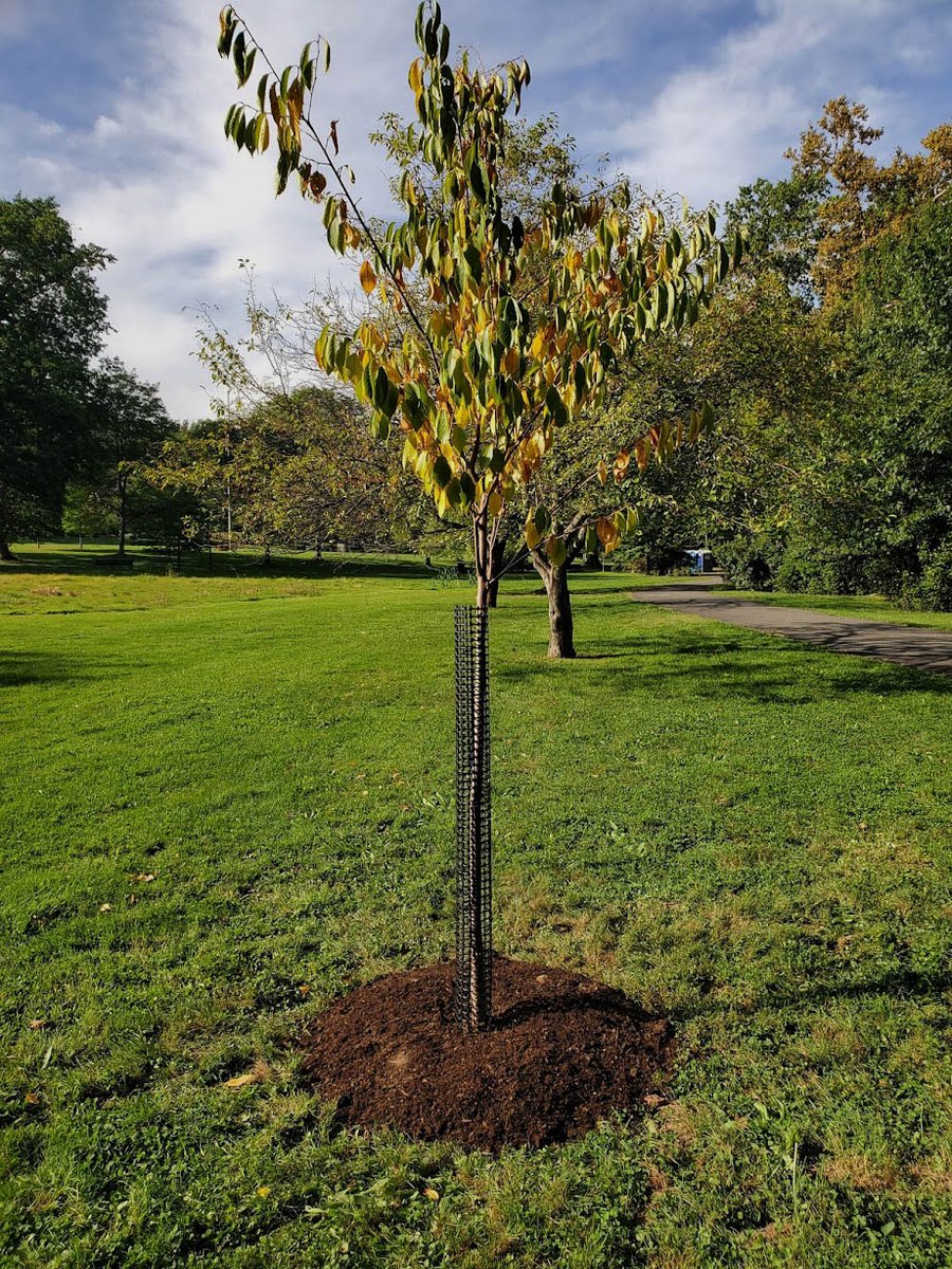CindySwab7's tweet image. Today I planted a legacy tree: aprunus yedoensis akebono, in memory of my beloved dogs, Albert (Bernese Mountain Dog) and Jack (Labrador Retriever). Gone too soon, they so loved Anderson Park, Montclair, NJ #legacytree #montclairnj @VisitUptown @MontclairPatch