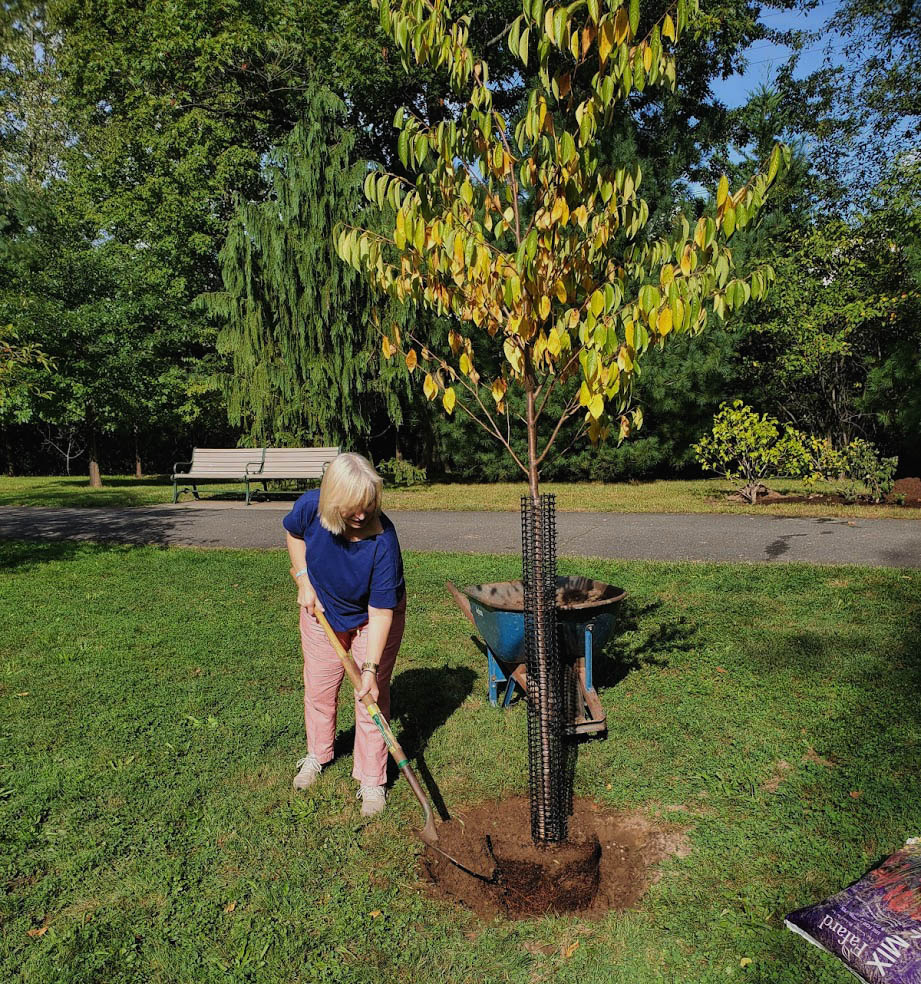 CindySwab7's tweet image. Today I planted a legacy tree: aprunus yedoensis akebono, in memory of my beloved dogs, Albert (Bernese Mountain Dog) and Jack (Labrador Retriever). Gone too soon, they so loved Anderson Park, Montclair, NJ #legacytree #montclairnj @VisitUptown @MontclairPatch