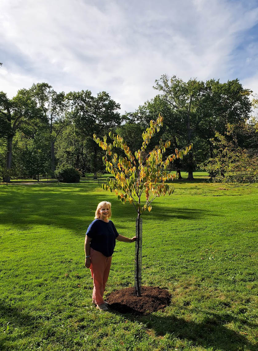 CindySwab7's tweet image. Today I planted a legacy tree: aprunus yedoensis akebono, in memory of my beloved dogs, Albert (Bernese Mountain Dog) and Jack (Labrador Retriever). Gone too soon, they so loved Anderson Park, Montclair, NJ #legacytree #montclairnj @VisitUptown @MontclairPatch