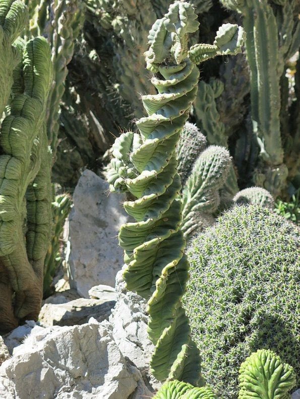 nkjuls's tweet photo. I am now looking at images of Weird Cactii im pretty sure i can have fun W this https://t.co/7Hd8qI1gwB