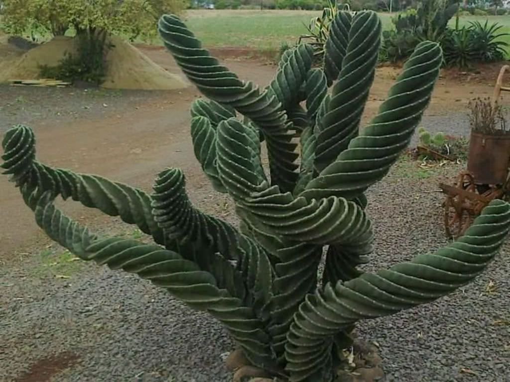nkjuls's tweet photo. I am now looking at images of Weird Cactii im pretty sure i can have fun W this https://t.co/7Hd8qI1gwB