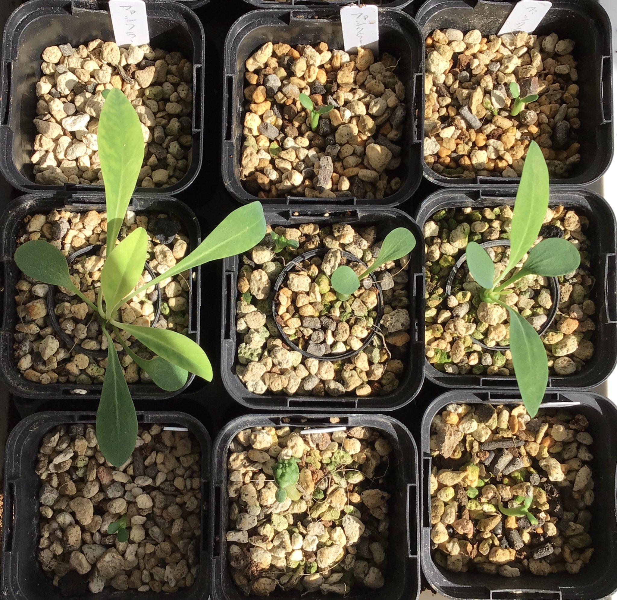 ユーフォルビア ファシクラータ 歓喜天 実生　ラスト ユーフォルビア ファシクラータ 歓喜天 実生 ラスト isla del pescado