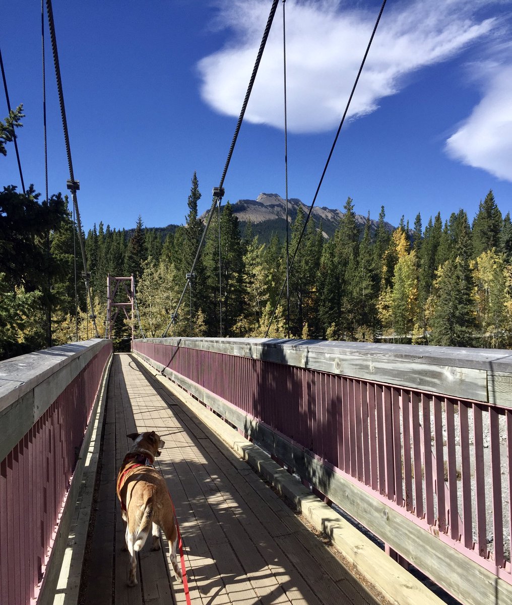 some1else2's tweet photo. And I think Miss Marley enjoyed it the most. #RescueDog #AARCSalumni #HikingWithDogs https://t.co/VXnfdOlPTr