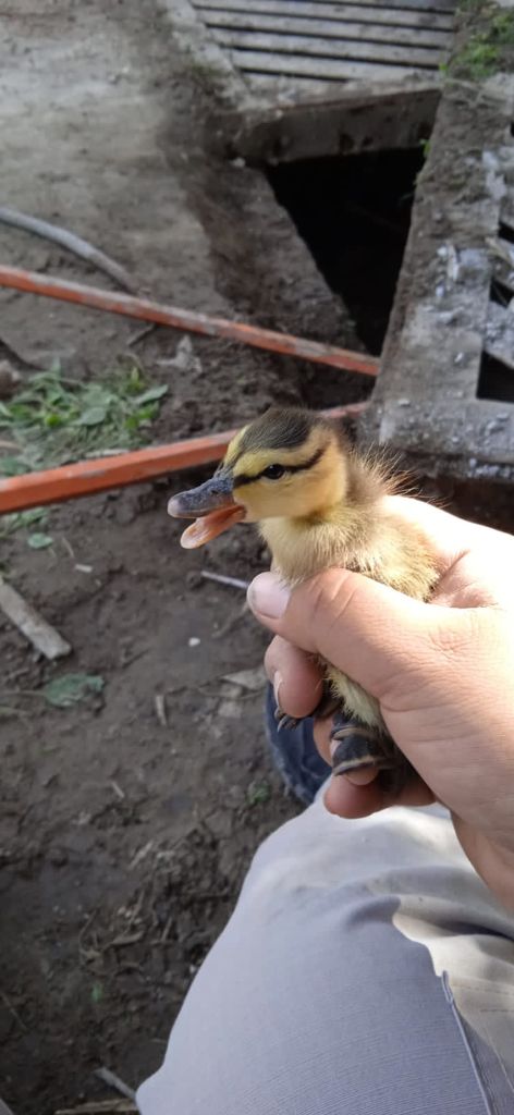 PCSnAndresCH's tweet photo. Esta tarde, nuestros bomberos rescataron 9 patitos bebés que cayeron dentro de una rejilla de desague pluvial en la col. Emiliano Zapata, mismos que fueron llevados a nuestras instalaciones para su observación y cuidado. #ValoresQueSalvanVidas #ValoresQueHacenGobierno https://t.co/SqRzuTOPKa