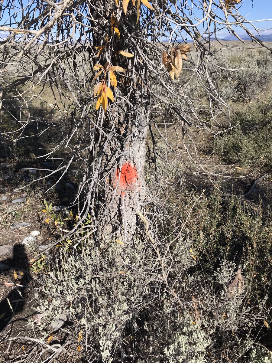 LindseySablan's tweet photo. A very sad moment in an area known for beauty. The cross is near the site #GabbyPetito’s remains were found. Her death was ruled a homicide. We don’t know who left the cross, but orange dots and a pink ribbon show where it appears forensics teams marked evidence. https://t.co/g7FEapo8kZ