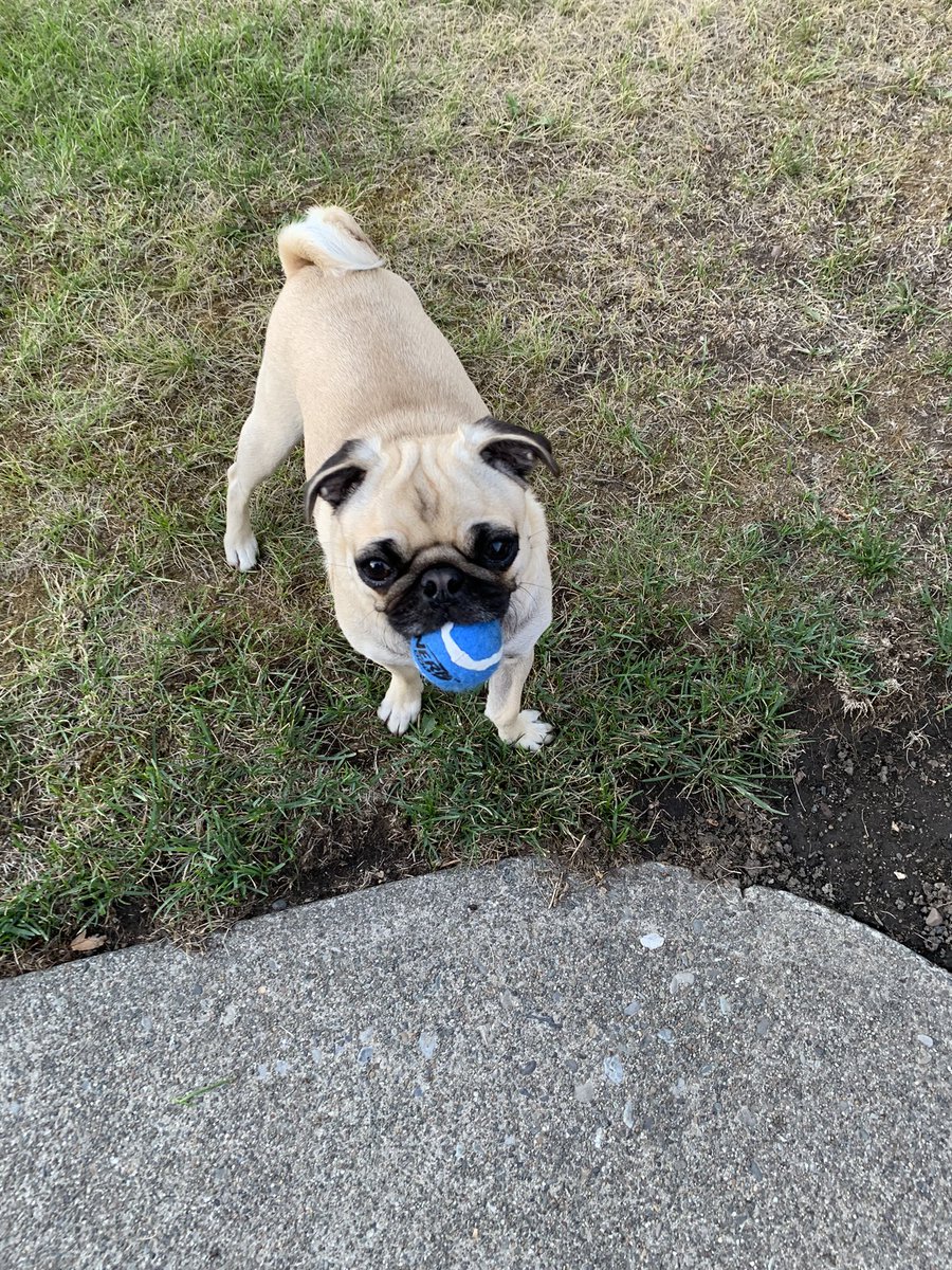 Goodnight 🌙 pals! Outside playing that fetch 🎾 again before dusk. Sleep tight Wilbur and Ernie @WonderWilbur 💗. Sweet dreams of 🐷 and 🐑. #GoodNightDearFriends #bekind #pugs #dogsoftwitter #KindnessMatters #lastdayofsummer