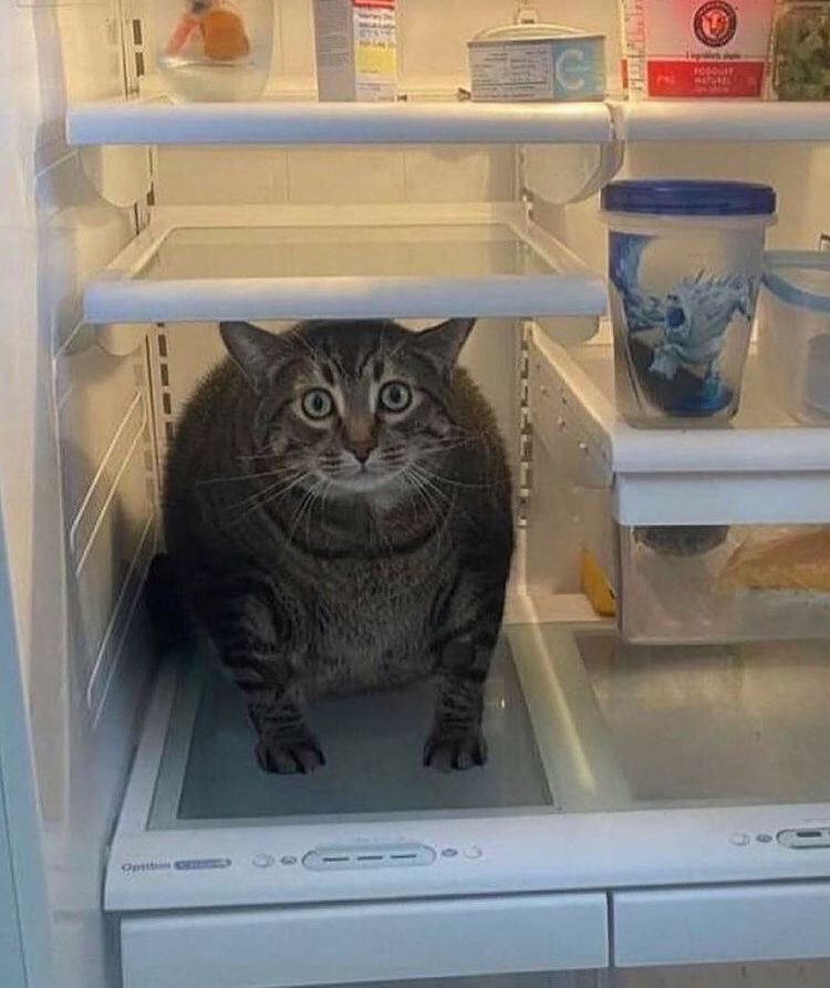 sour4pple's tweet photo. Fat ass cat in the freezer https://t.co/3eMDtnCWkD