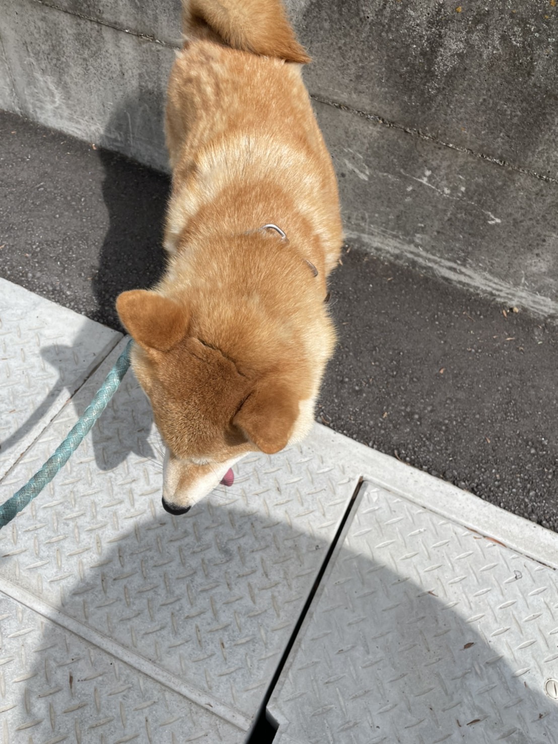 Merry 9月22日10時頃 千葉県市原市廿五里709 9にて知人が迷子犬を保護したそうです 茶色の首輪に水色のリード付いたままウロウロして居たとの事 現在 市原警察署にて保護されているので心当たりのある方は警察署まで連絡お願い致します 市原市
