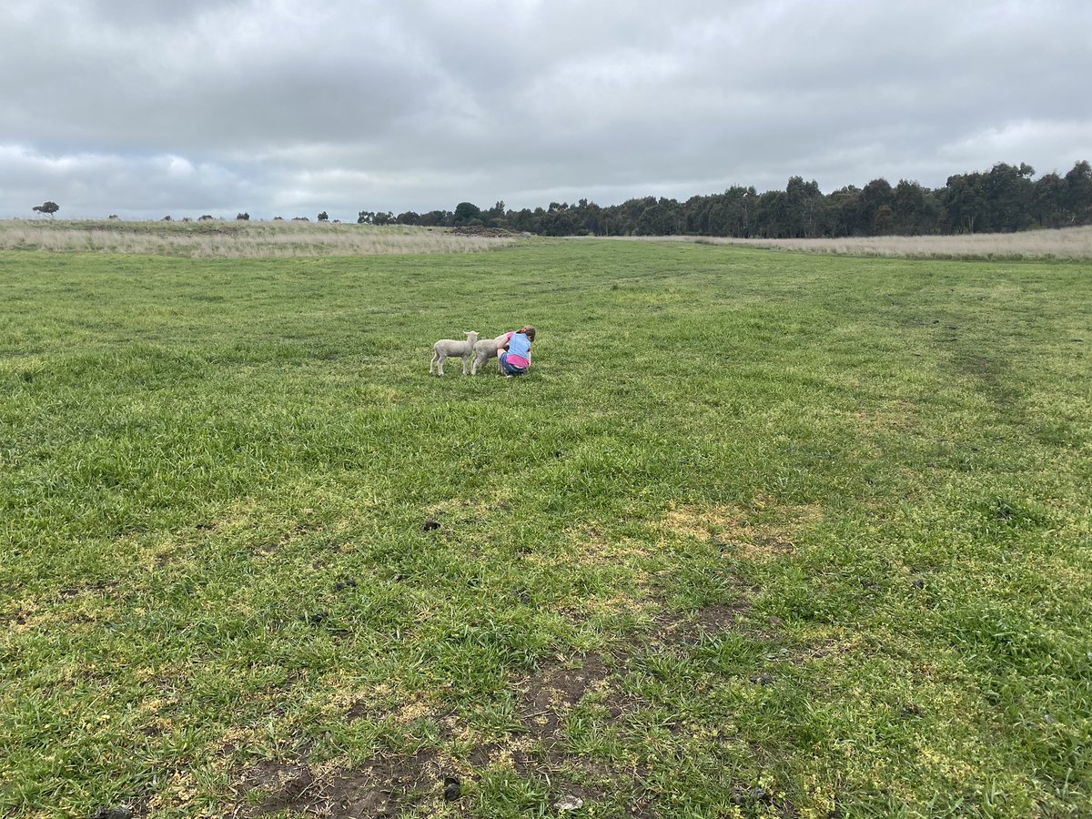 Goodbye pet orphan lambies, last cuddles - hope you go ok out in the real world ........ (no animals were harmed but many tears were shed at the time of taking this photo)