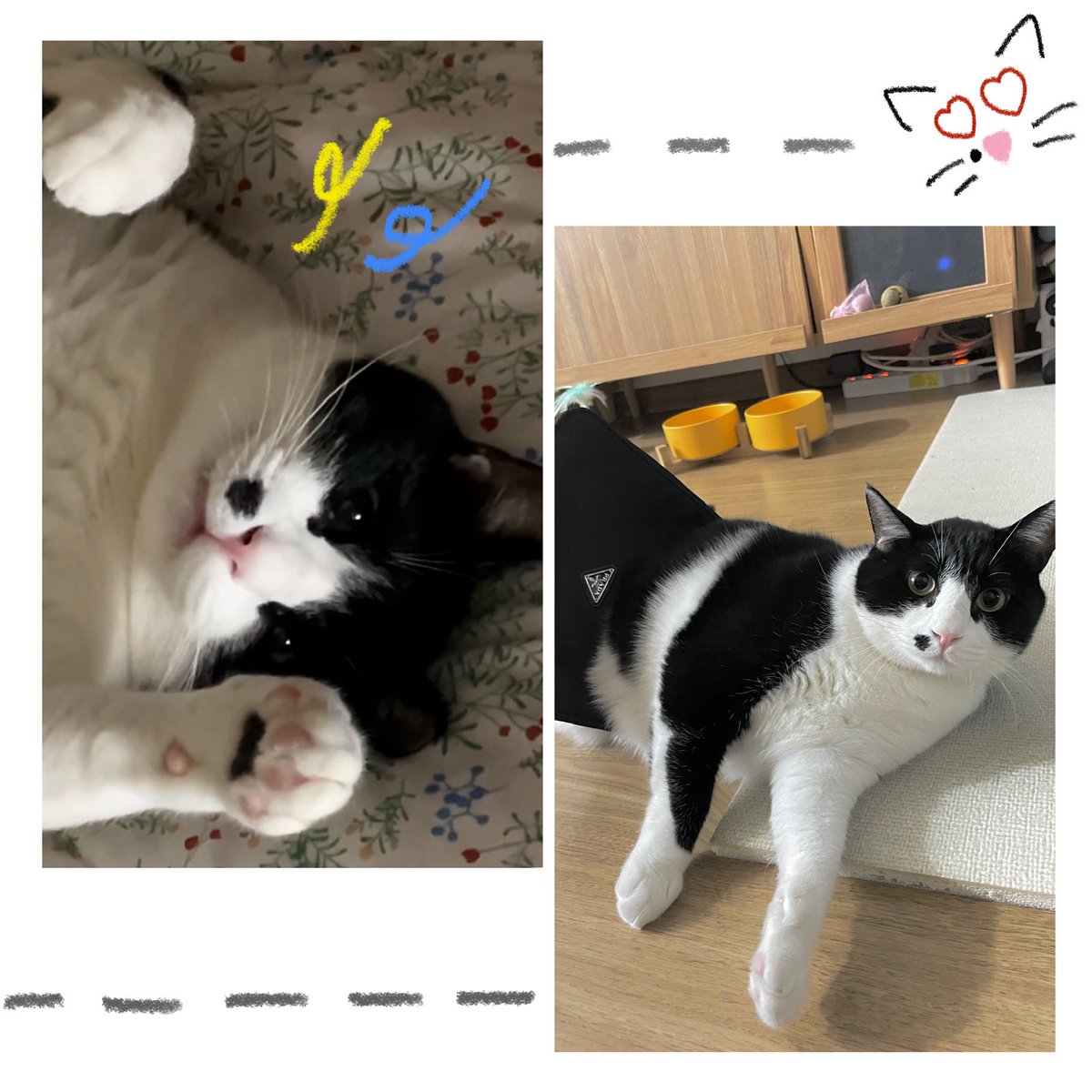 #유정🌻

안녕하세요, 유정입니다!
점뚱이 입양홍보를 위해 조심스레
입양홍보 글을 여기에도 한번 적어봅니다!
너그러운 마음으로 조금만 양해 부탁드립니다🥺 (리트윗은 입양홍보에 도움이 됩니다!)

#고양이 #임시보호 #고양이임보 #고양이입양