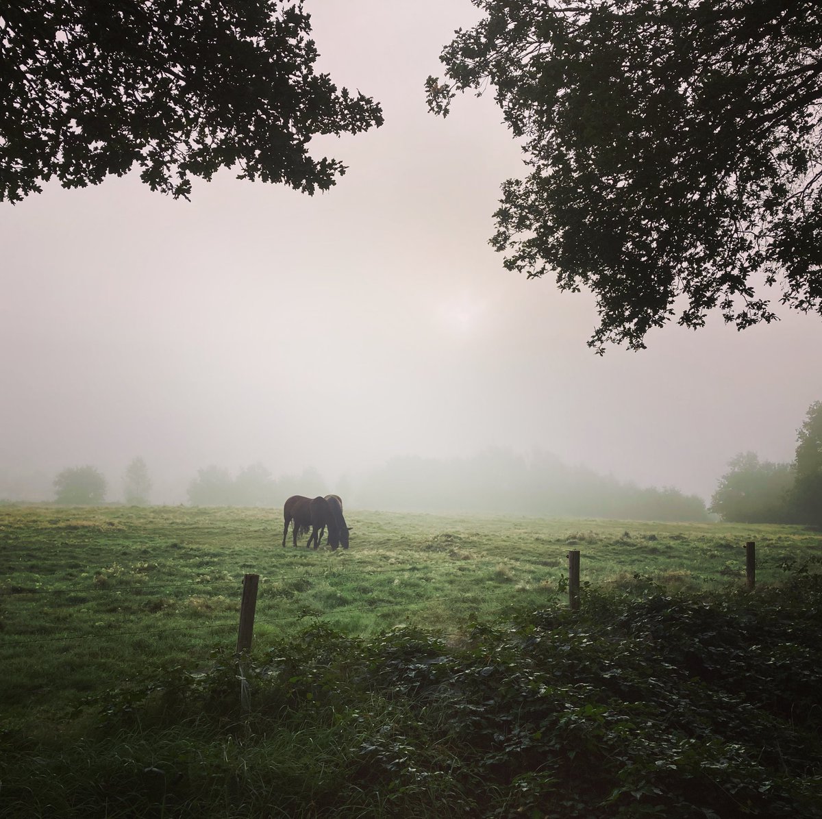 De zon doet zijn best!! Dit moet wel een mooie dag worden als de mist is weggetrokken ☀️ #Katlijk