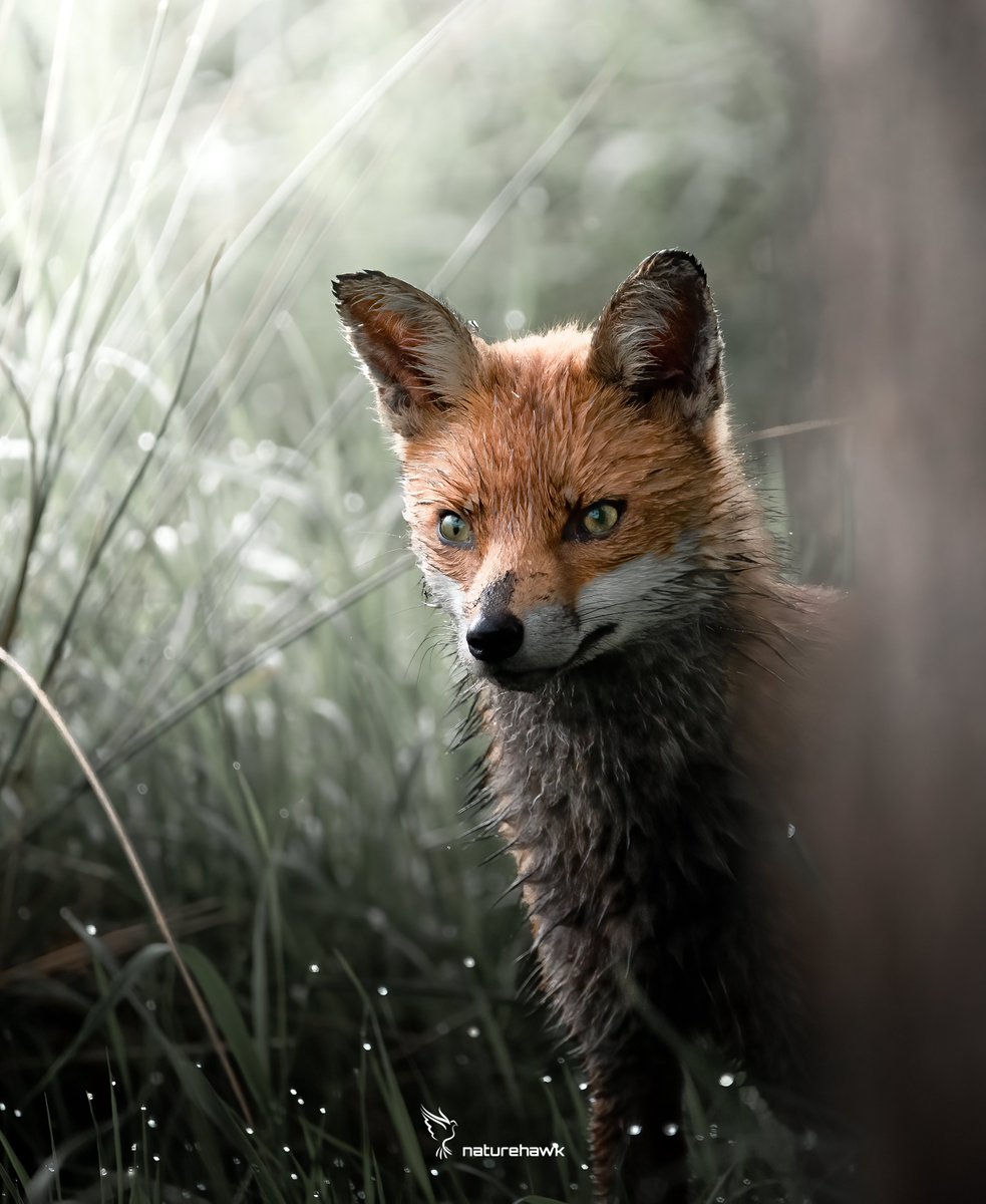 The eyes have it...
#foxcub #fox #nature #wildlife #countryside #ukwildlife #britishwildlife #uknature #britishnature @BBCEarth @DorsetWildlife @Britnatureguide @BBCSpringwatch @UKNikon