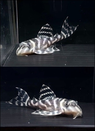 インペリアルゼブラプレコの飼育小屋 Piranhas955 Twitter