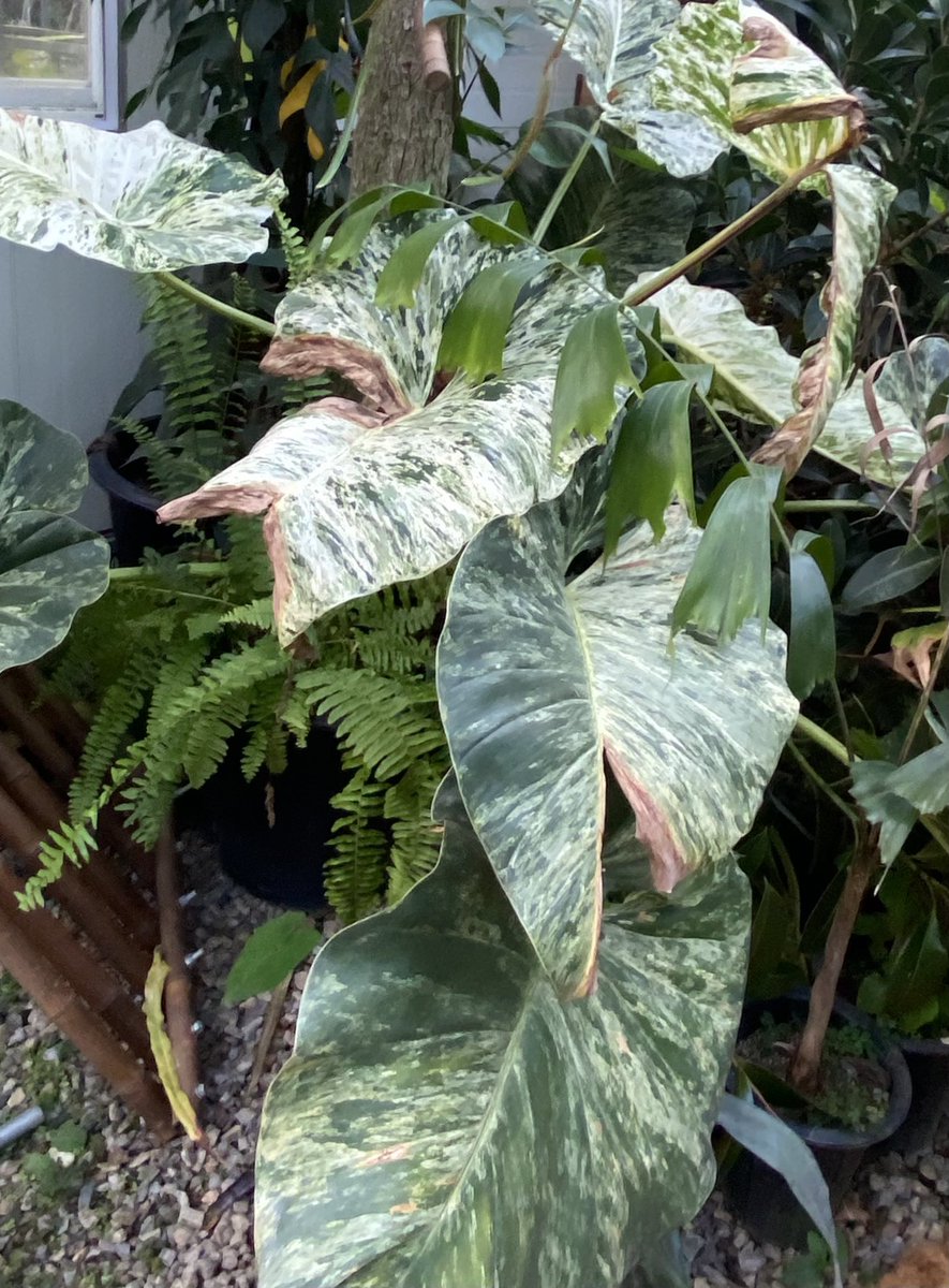 파주 조인폴리아 왔고 들어가기 전에 꼭 두개만 산다 더 사면 내가 사람이 아니다 다짐하고 여덟개 사서 나옴