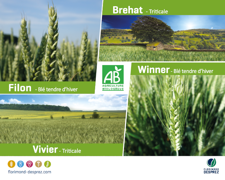 GroupeFDesprez's tweet photo. 2ème jour du #TechnBio2021, des variétés de #Blés, de #Triticales, de #BlésDurs et de #Pois protéagineux adaptées à l'#AgricultureBiologique. Rendez vous pôle grandes cultures stand ZGC12 https://t.co/TVPFMUZCzW