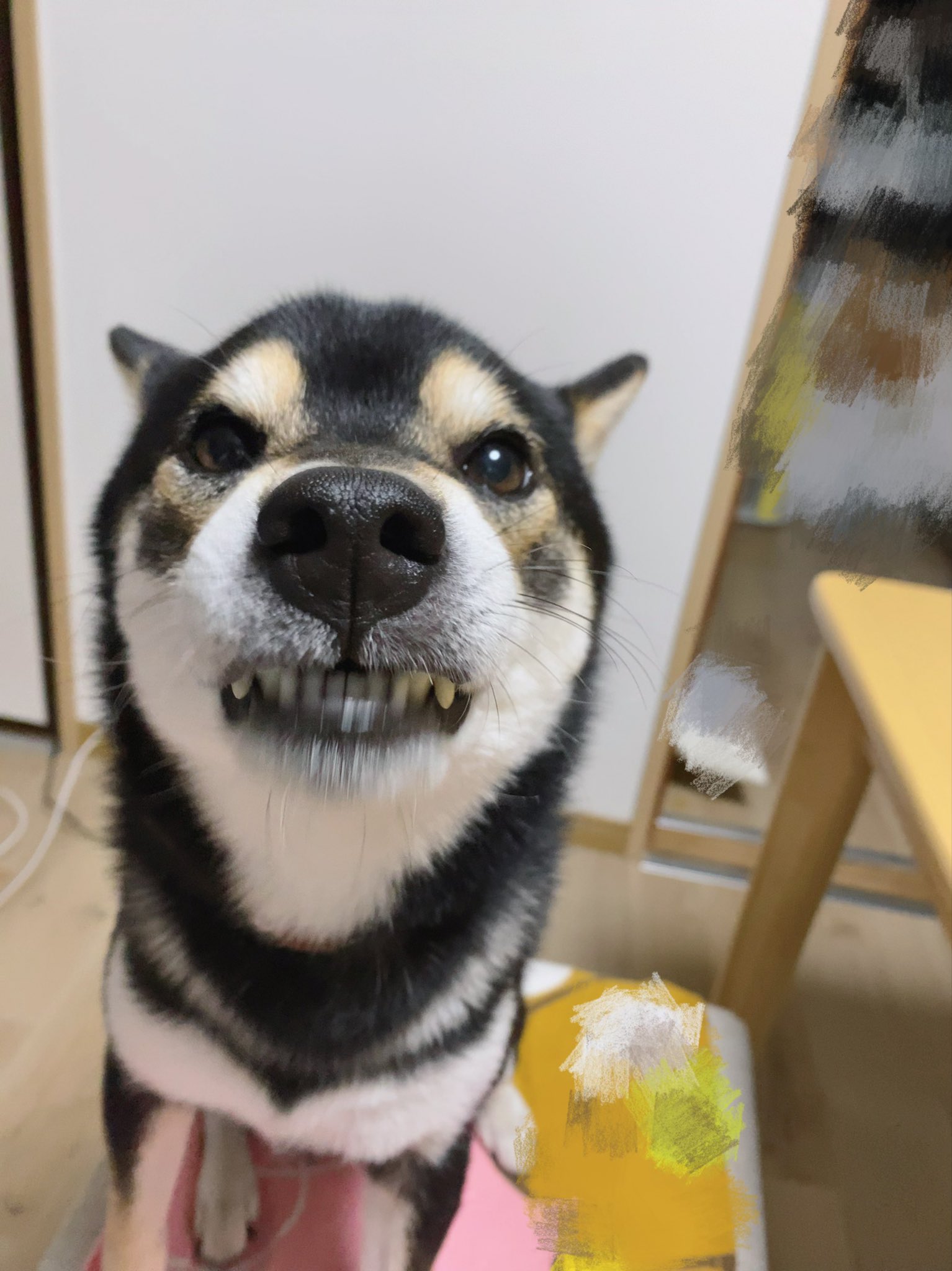 黒柴のマロくん イカ耳やのに牙剥いてる え こっわ T Co V0u6kjdcls Twitter