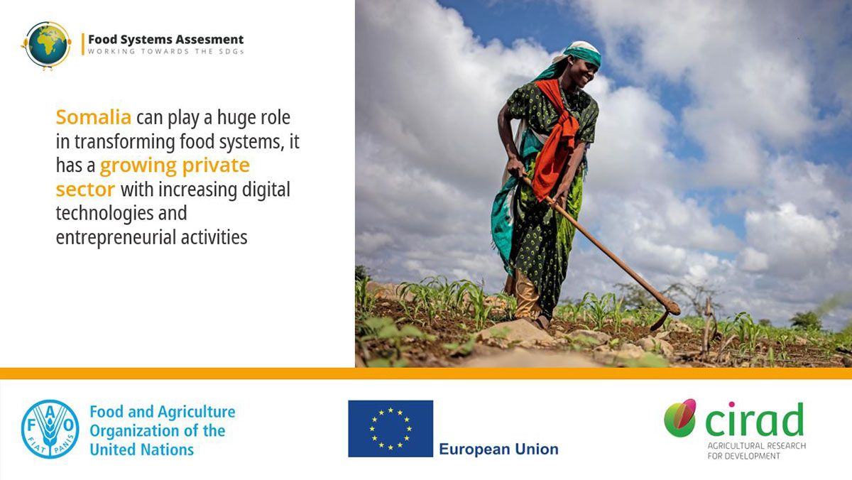 FAOInvest's tweet photo. #DYK that #Somalia has a growing private sector with #digital tech #entrepreneurs?
The #foodsystem needs them!
Find out why in the #FoodSystemsAssessment findings https://t.co/YKZ95XHYTD
