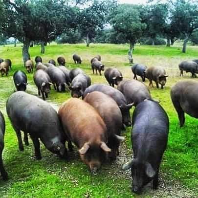 TOUR PRIVADO "EL ORIGEN DEL JAMÓN IBÉRICO"

Villanueva de Córdoba -Los Pedroches
LLEGA LA MONTANERA . El cerdo Ibérico vive en libertad en la dehesa de encinar comiendo la bellota madura que cae de los árboles.
COMER JAMÓN IBÉRICO en plena dehesa y rodeados de miles de encinas.