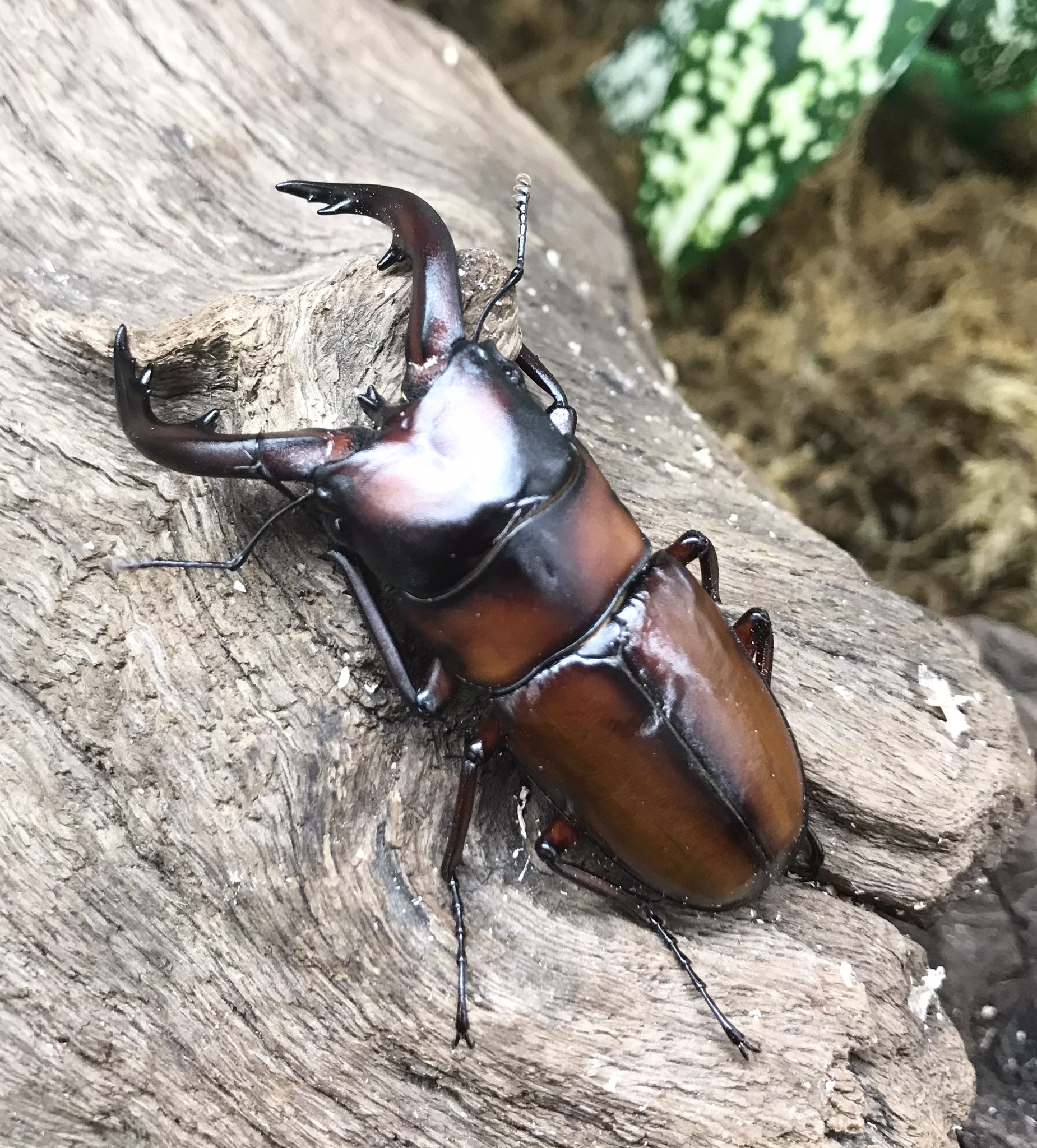 ランバージャック横浜店 飼育品の生体が色々と入荷しています フローレスギラファ トカラノコギリ 悪石島 パプアキンイロクワガタ アスタコイデスノコギリ など ご興味のある方はお問い合わせ ご来店お待ちしております 渓太